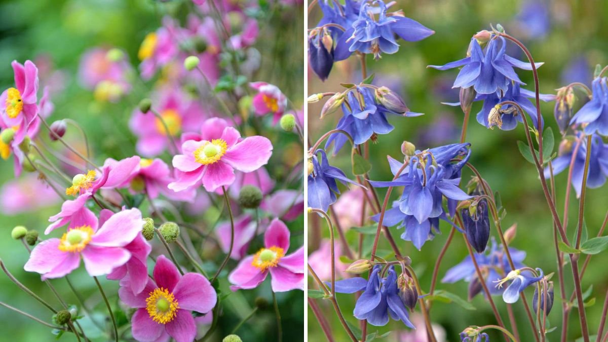 5 Flowers That Bloom in Partial Shade