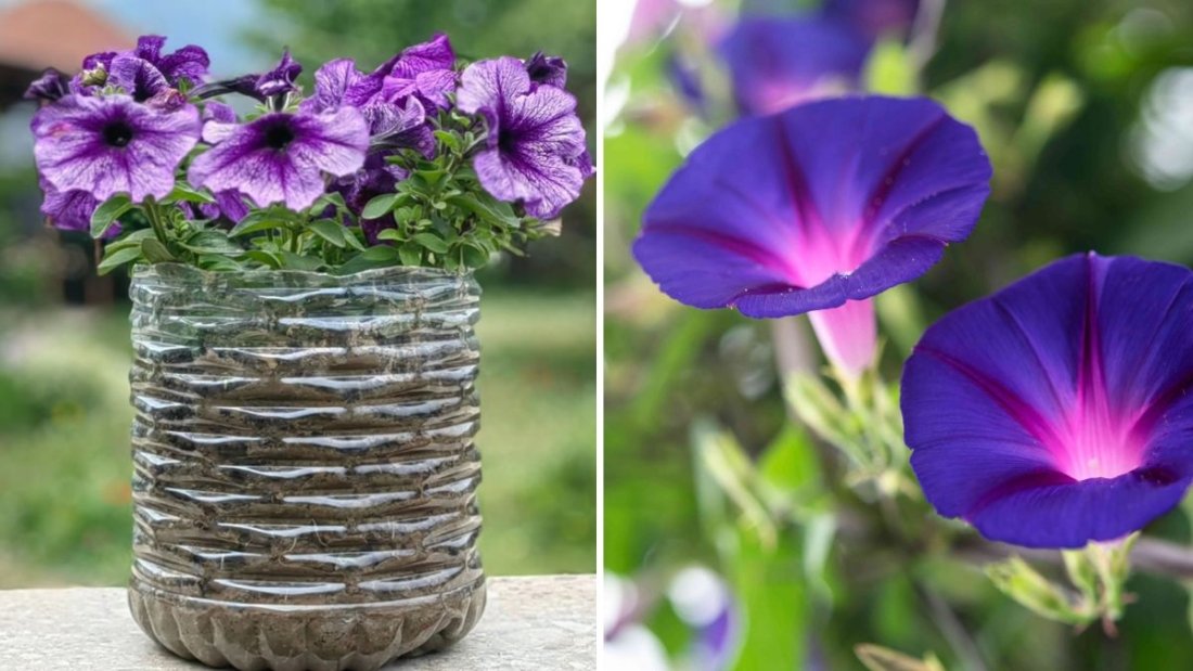 How to Grow Morning Glories for Natural Privacy