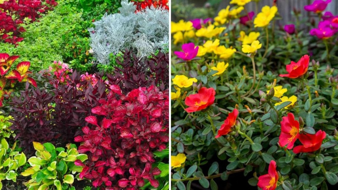 How to Mix Annuals and Perennials for Year-Round Color