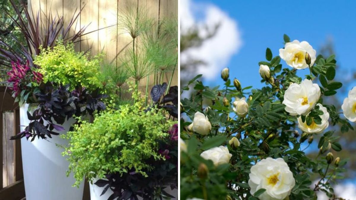 How to Overwinter Tender Perennials Successfully