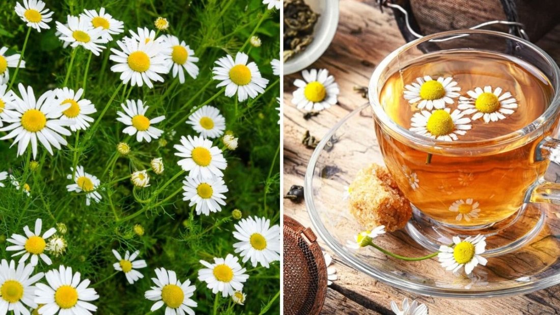 How to Grow Chamomile for Teas and Fragrance