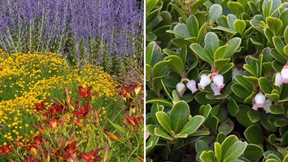 The Best Flowers for Coastal Gardens