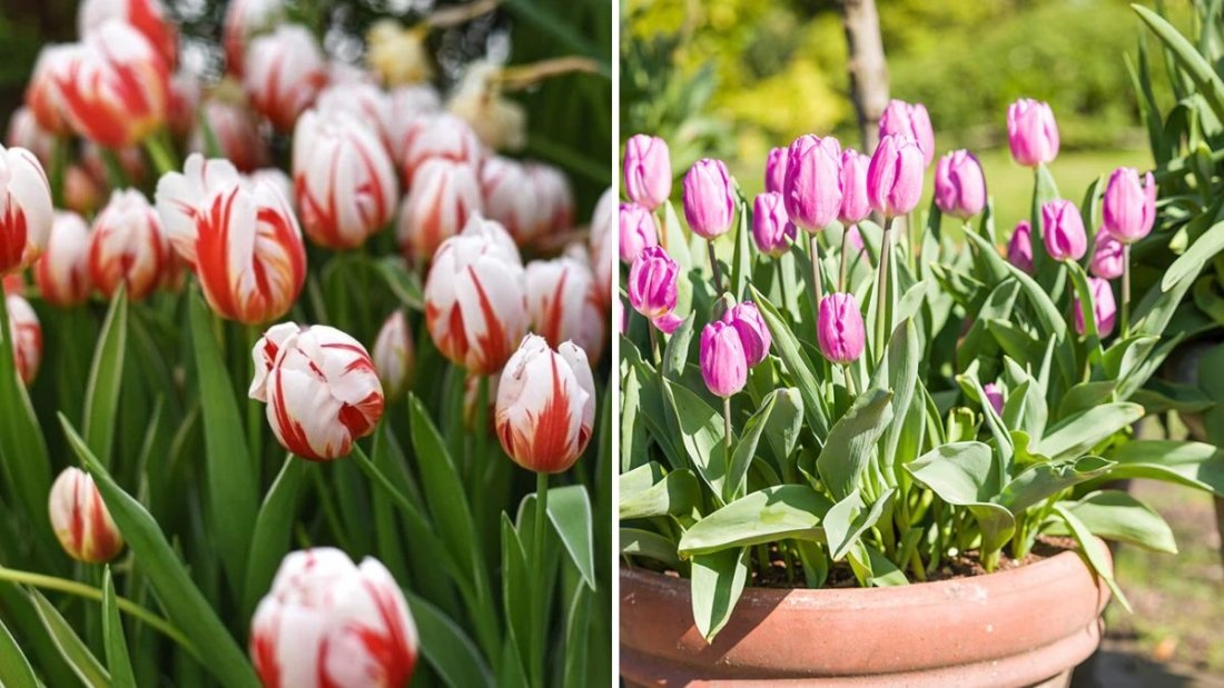 How to Keep Tulips Blooming Year After Year
