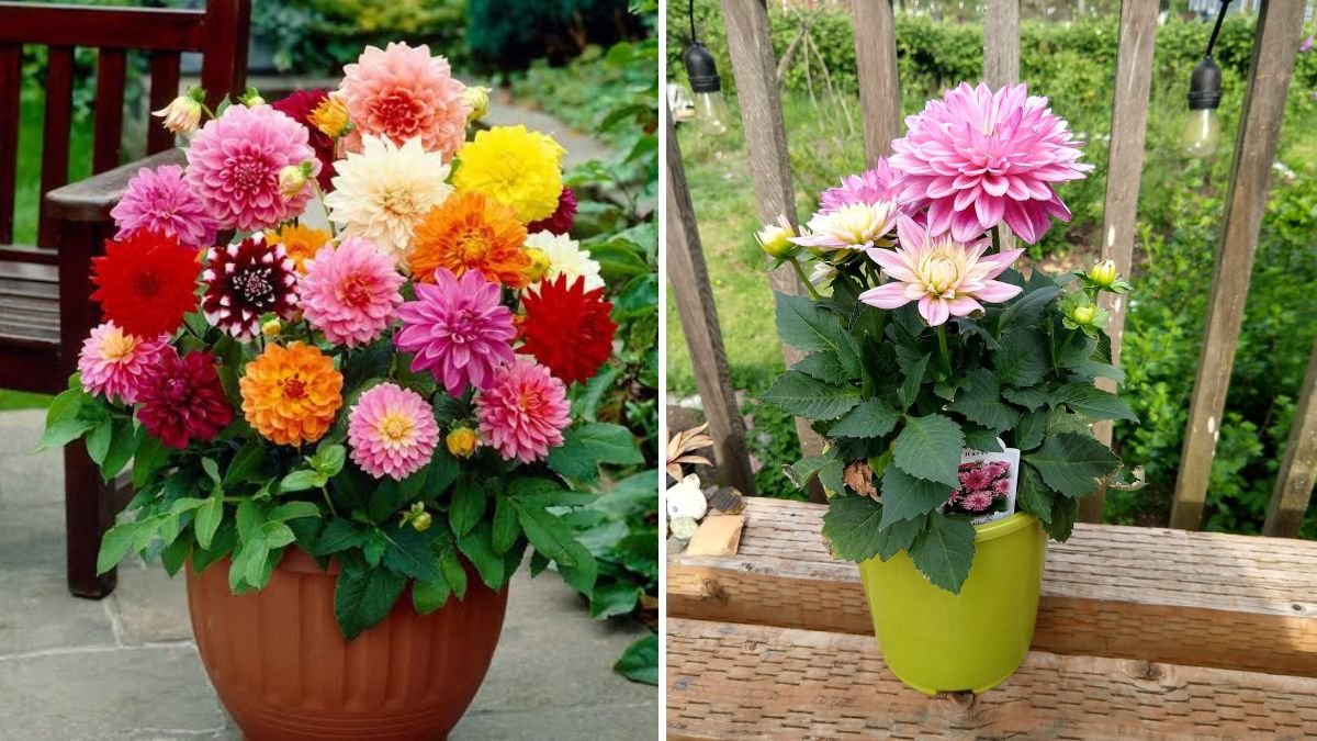 How to Grow Dahlias in Pots for Compact Spaces