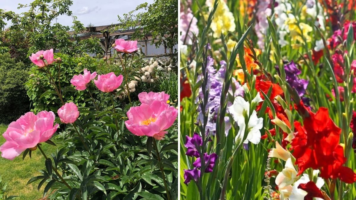 How to Keep Your Garden Colorful After Spring