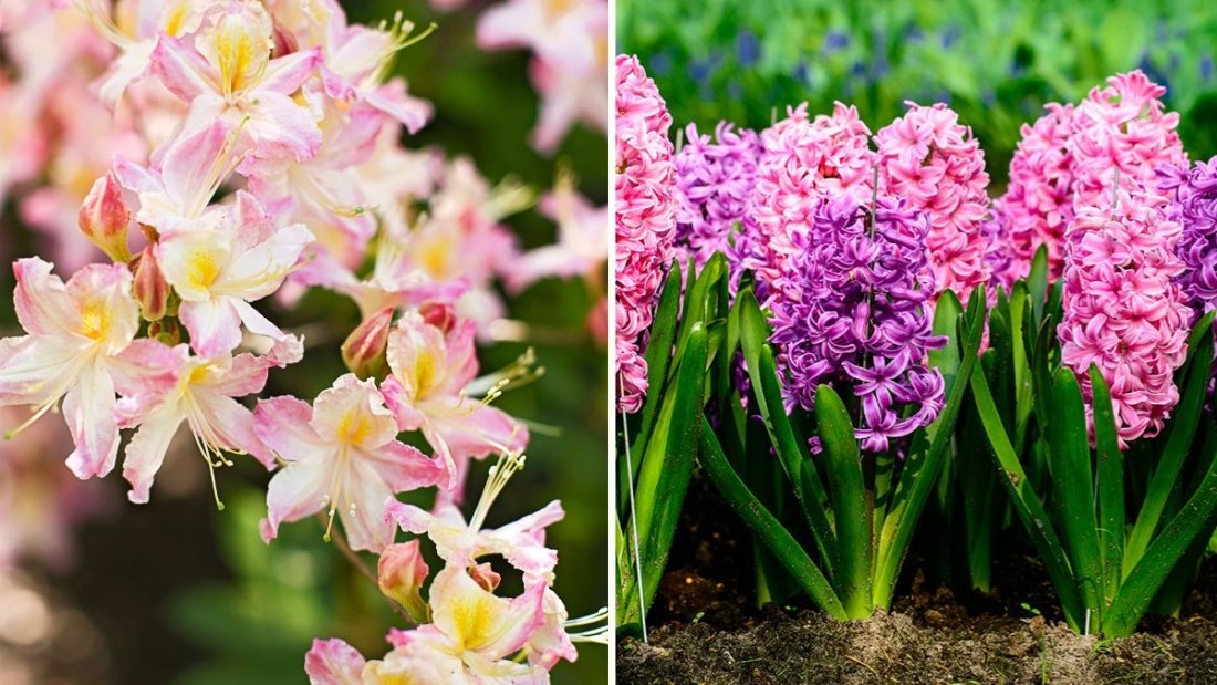 5 Fragrant Flowers That Bloom at Night
