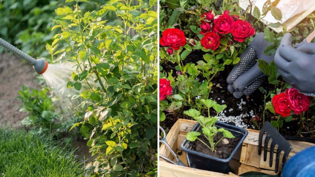 How to Fertilize Roses Without Burning Roots