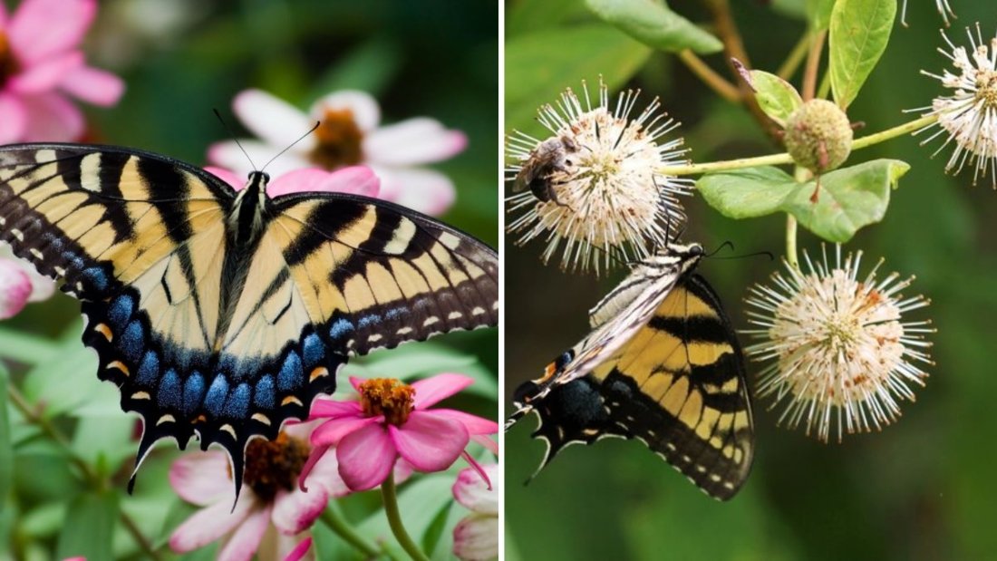 The Best Flowers for Attracting Butterflies