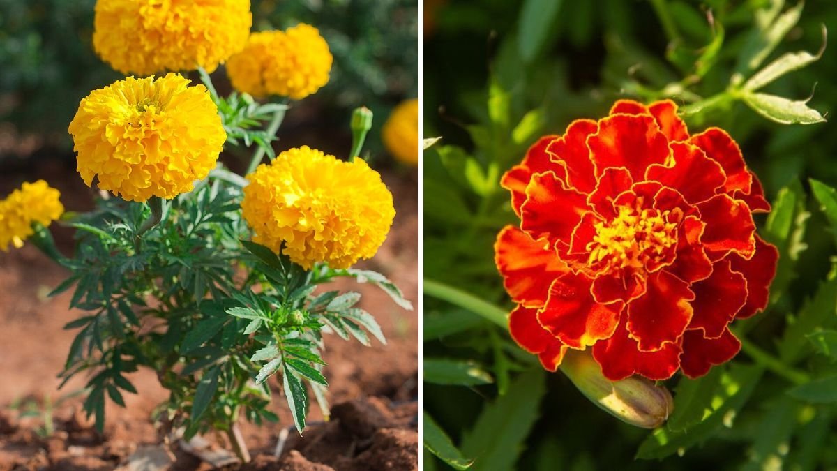 How to Grow Marigolds as Natural Pest Control