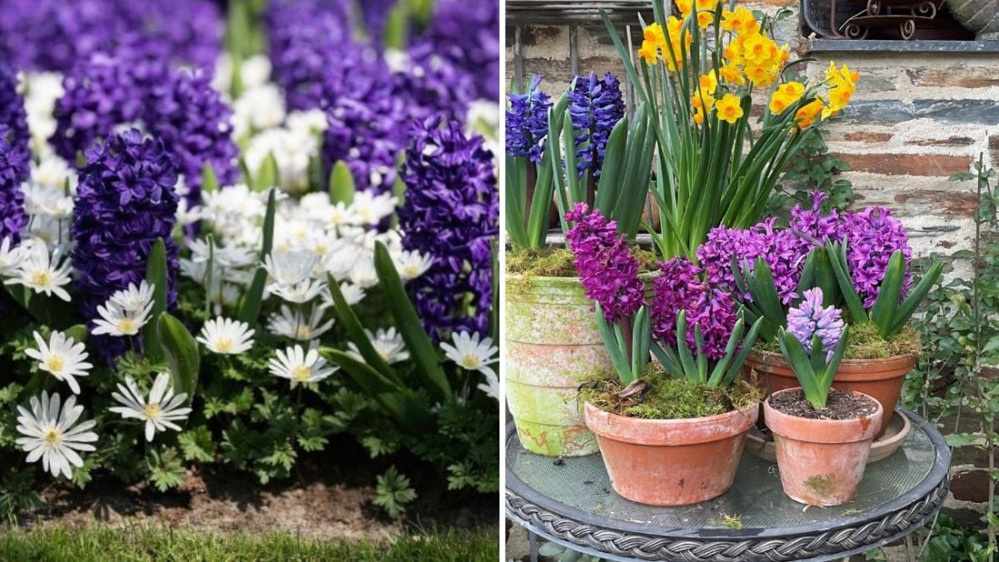 How to Plant Bulbs for Successive Flowering