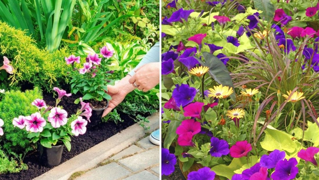 How to Keep Petunias Full and Bushy