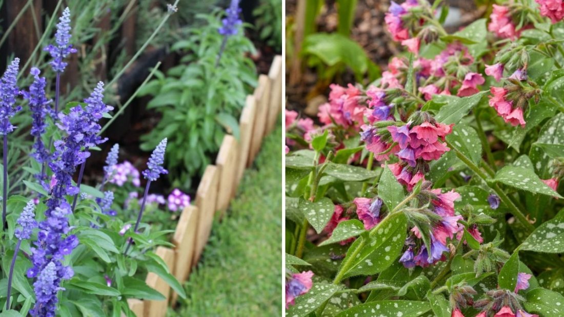 The Best Border Flowers for Small Gardens