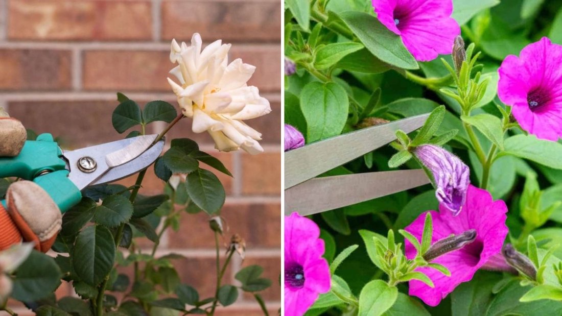 How to Deadhead Flowers for More Blooms