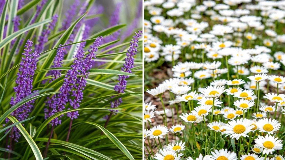 8 Flowers That Survive Neglect Easily