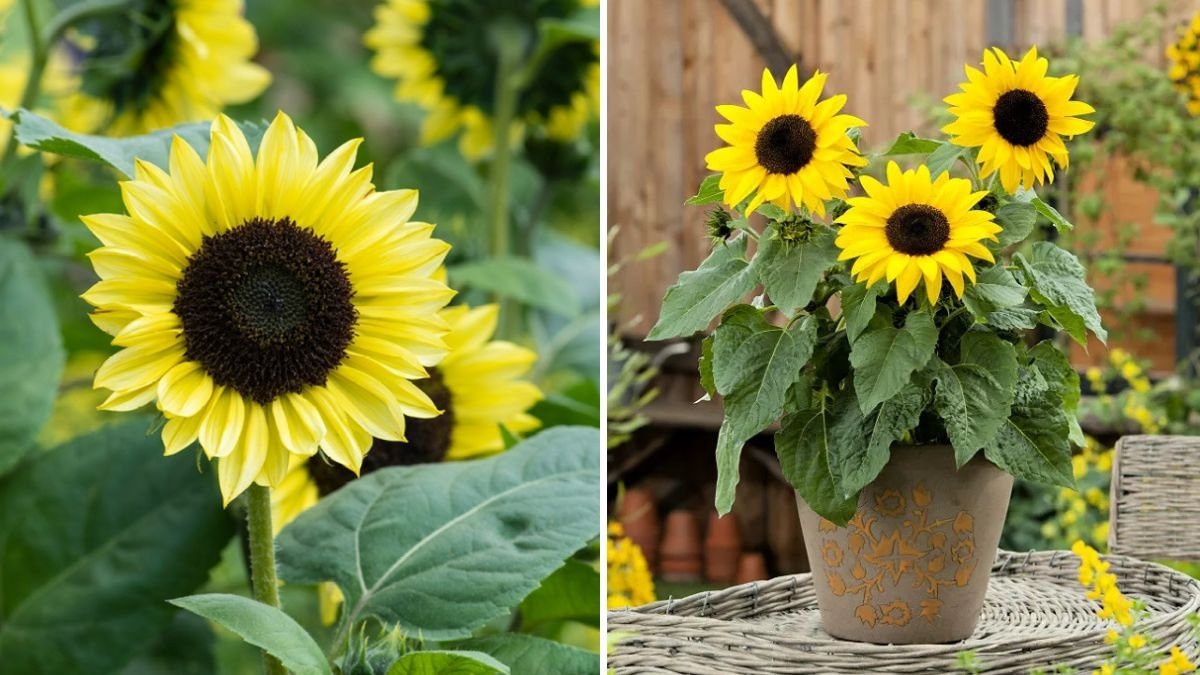 How to Grow Sunflowers in Containers