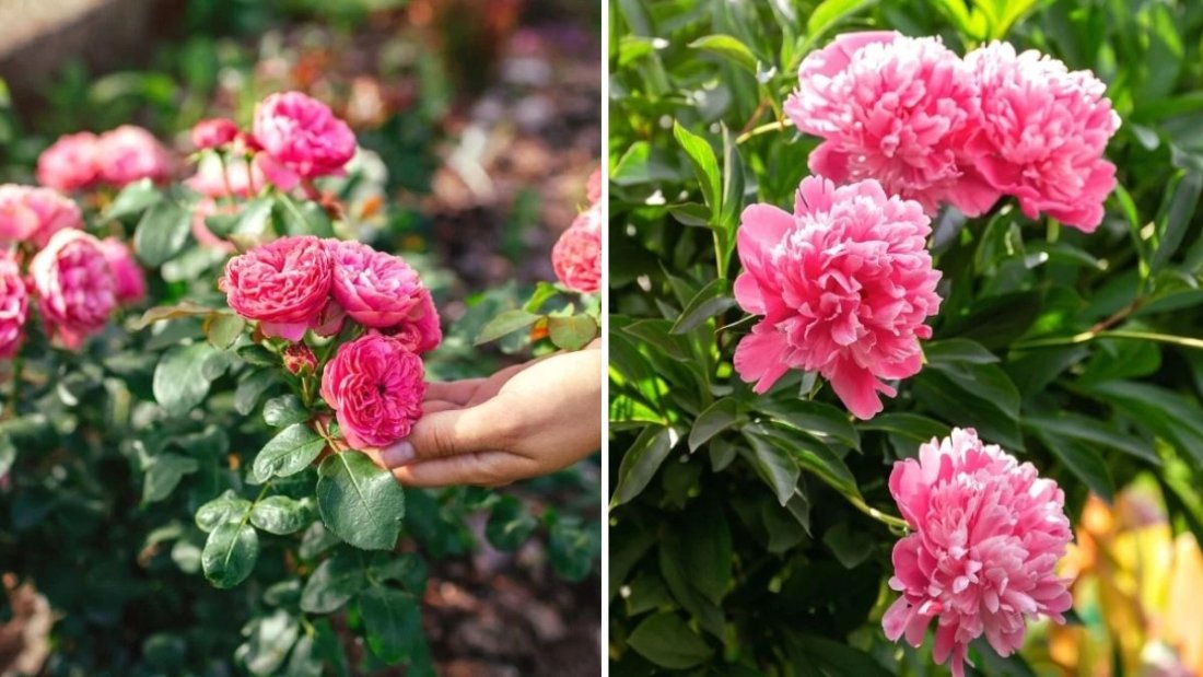 How to Keep Garden Blooms Vibrant Through Summer