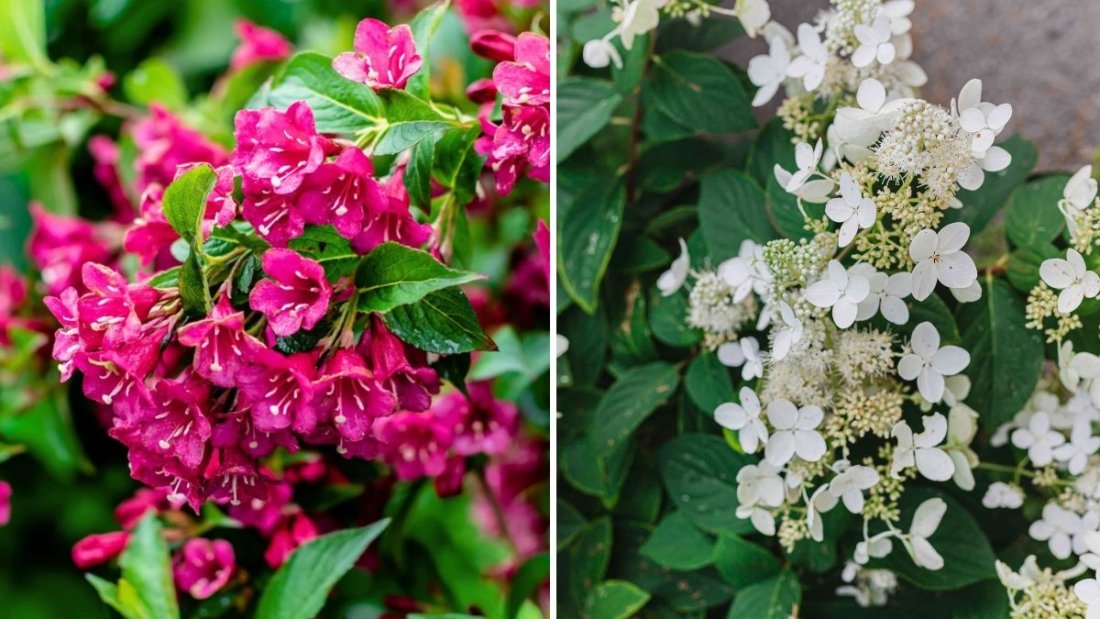 7 Flowers That Thrive in Acidic Soil
