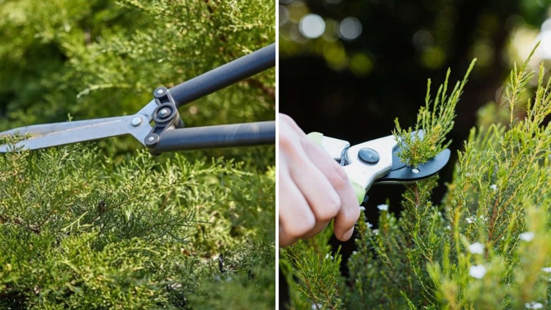 How to Prune Shrubs Safely Before Winter