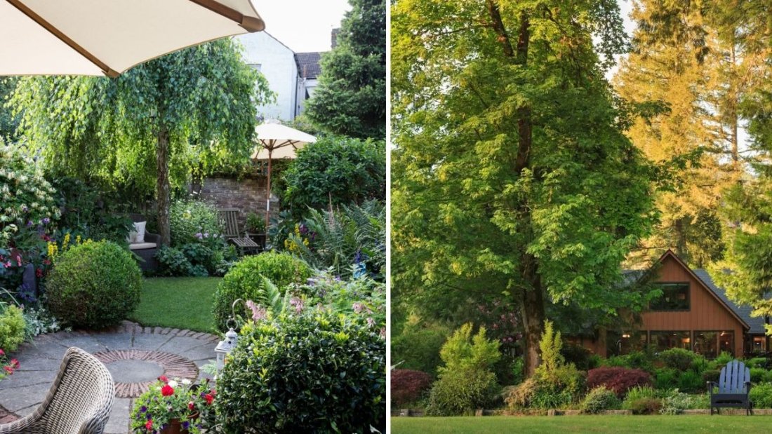 7 Trees That Add Instant Privacy to Your Backyard