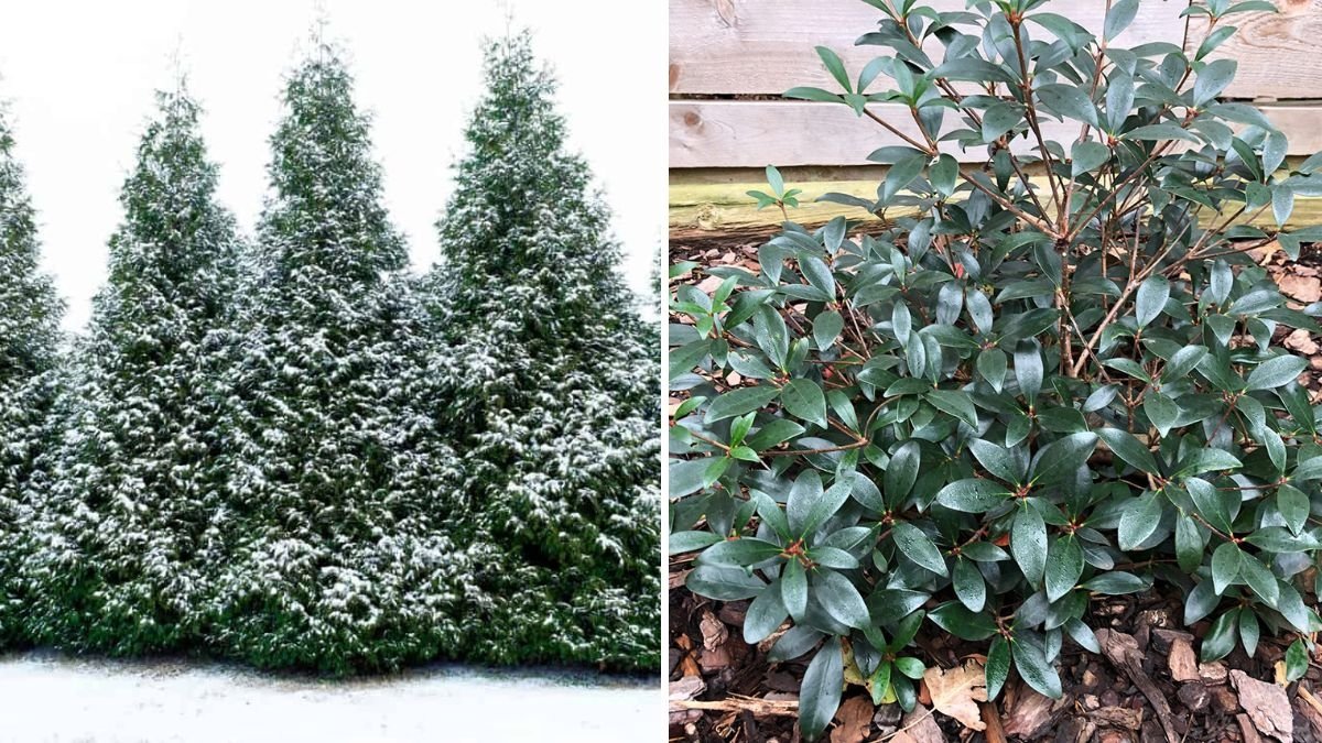 How to Keep Evergreens Healthy Through Winter