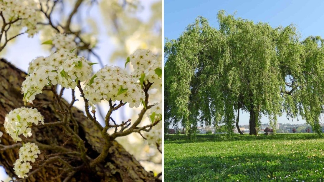 5 Trees You Should Never Plant Near Your Driveway