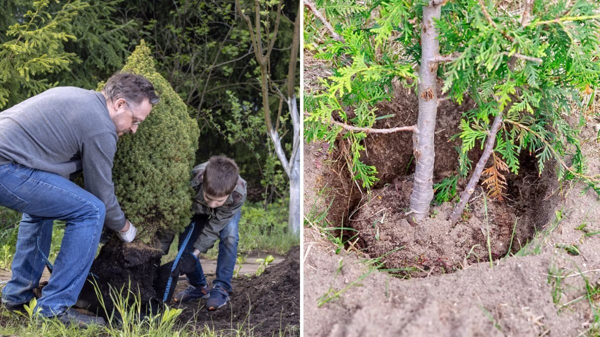 How to Transplant Small Trees Without Killing Them