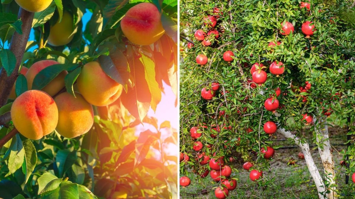 The Best Time to Fertilize Fruit Trees for a Bumper Crop