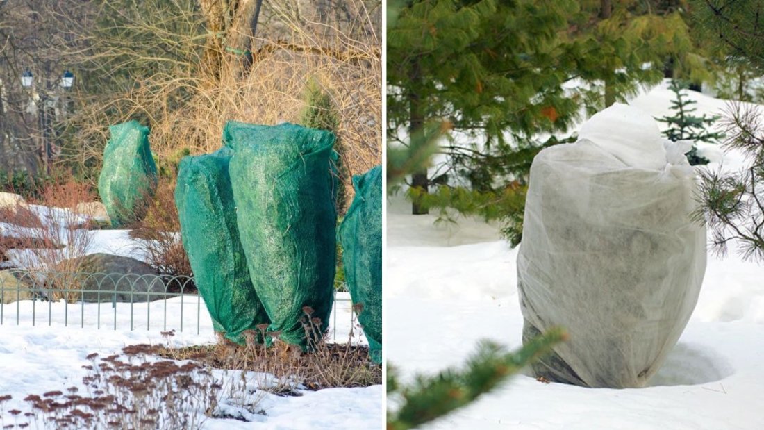 How to Protect Young Trees From Winter Damage