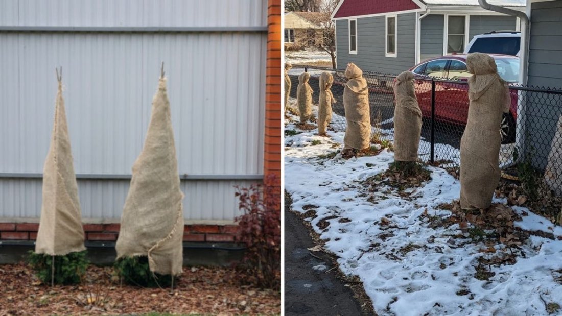 Should You Wrap Trees for Winter? Experts Explain