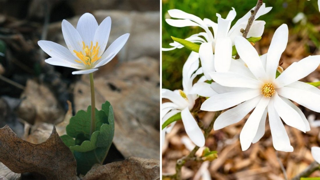 6 Shrubs That Bloom in Winter When Nothing Else Does