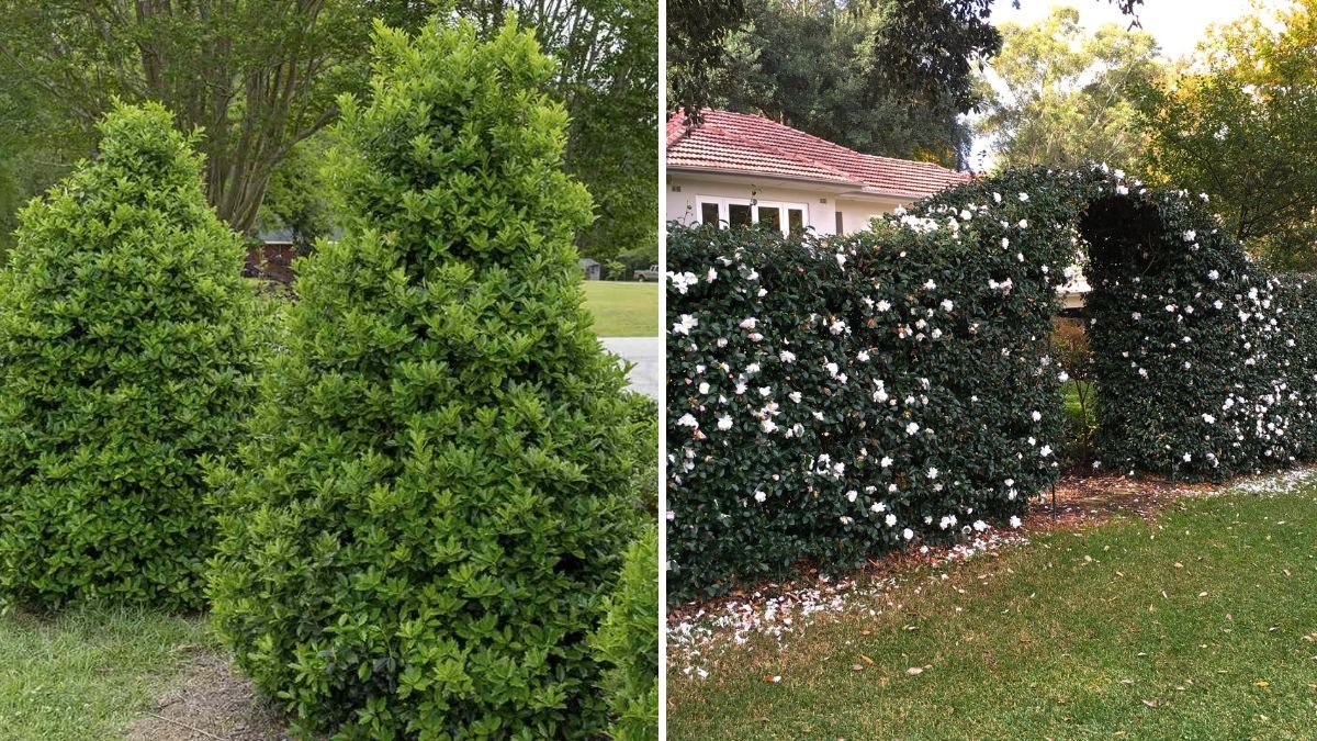 8 Fast-Growing Hedges to Create Natural Privacy