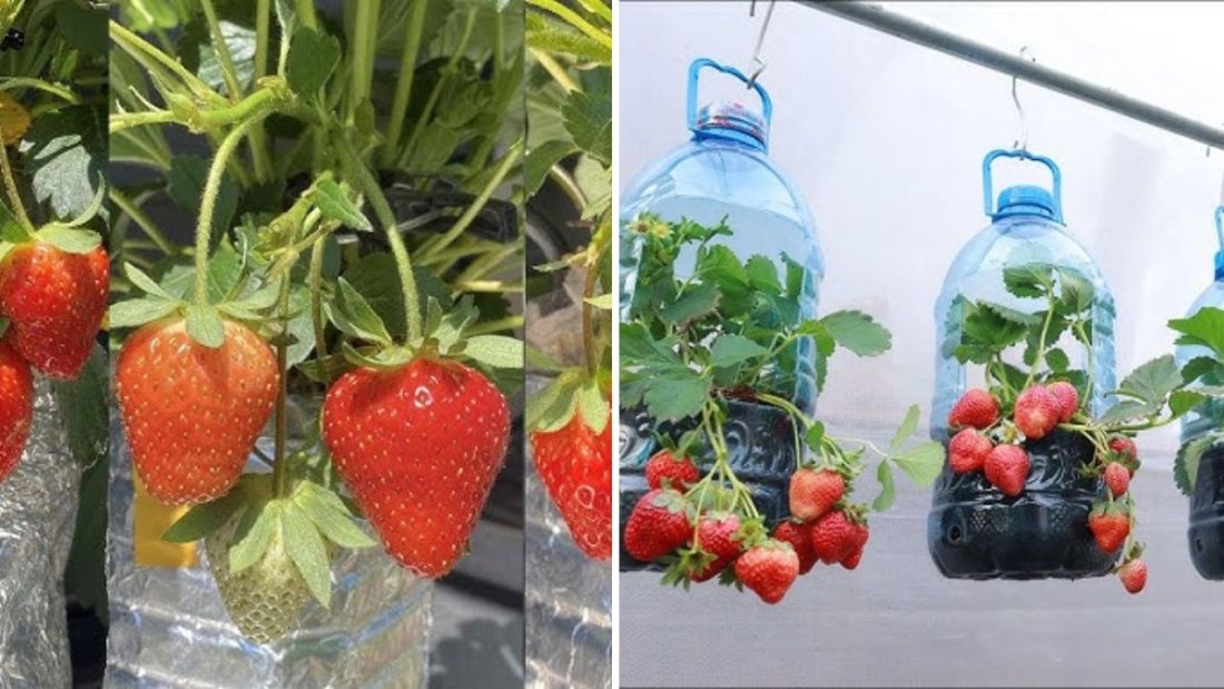 How to Grow and Harvest Large Strawberries in Plastic Bottles for Six Months