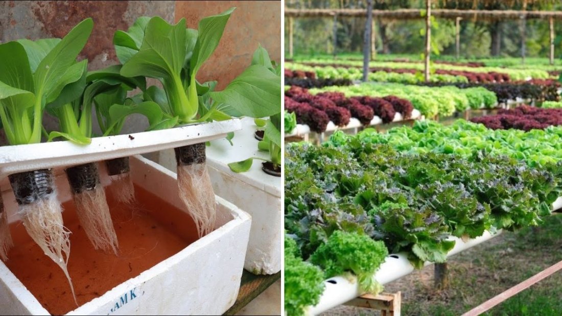 Growing a Hydroponic Vegetable Garden at Home: Easy Guide for Beginners