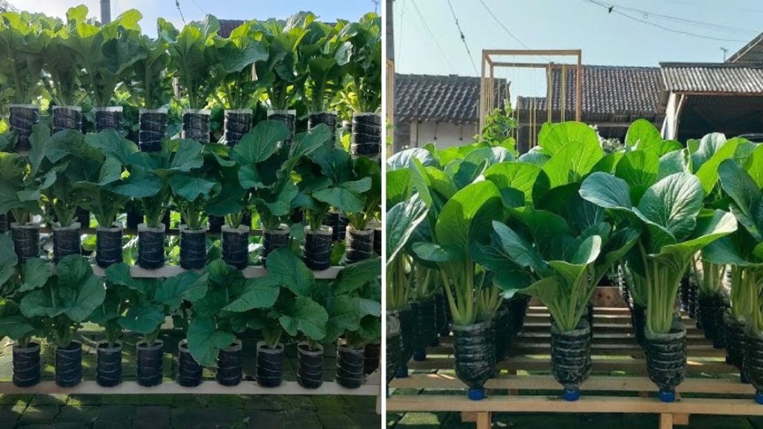 How to Grow Caisin Mustard (Sawi Caisin) in Bottles: From Seed to Harvest