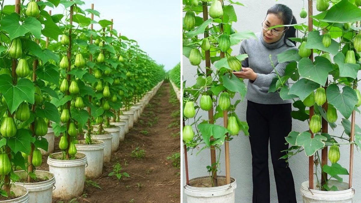 How to Grow Chayote Easily in a Paint Bucket: Step-by-Step Guide