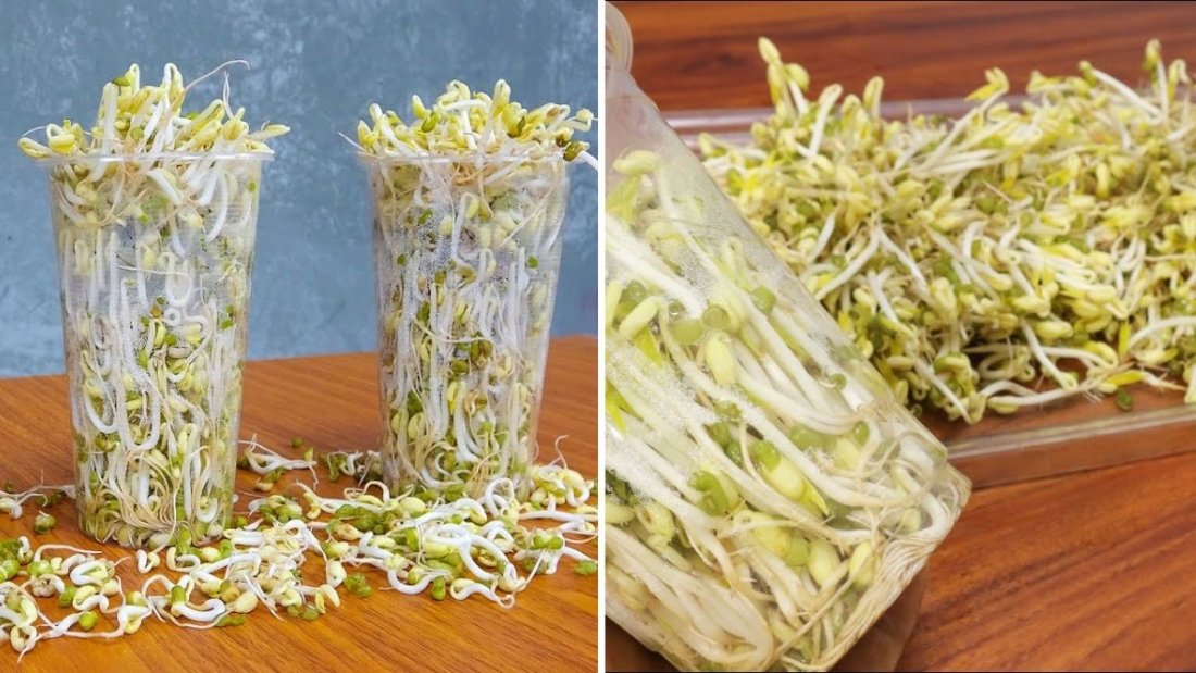 How to Grow Bean Sprouts in Plastic Cups: A Simple Guide for Beginners