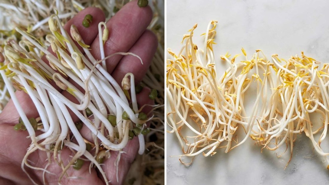 How to Grow Mung Bean Sprouts at Home: A Step-by-Step Guide