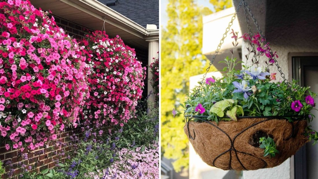 How to Grow Bigger Hanging Baskets: Expert Tips for Lush, Colorful Displays