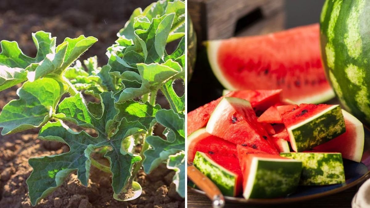 6-Step Guide to Growing Watermelon at Home