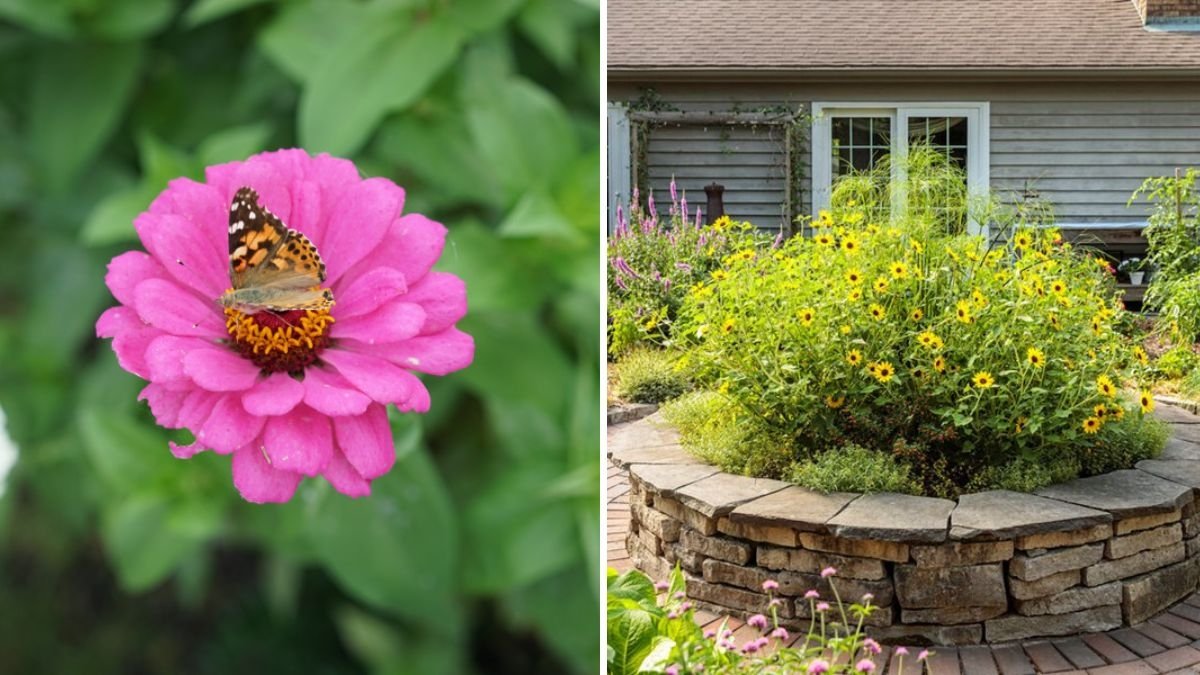 5 Easy Steps to Start a Pollinator-Friendly Garden