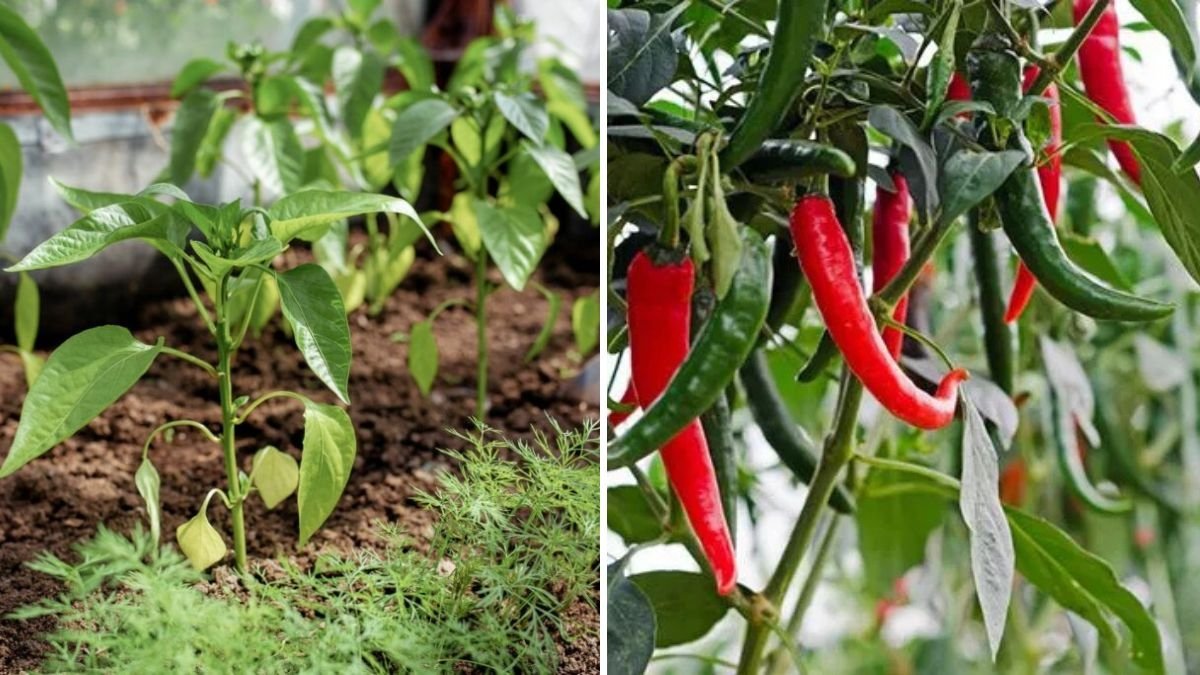 7-Step Guide to Growing Chilli Plants Like a Pro