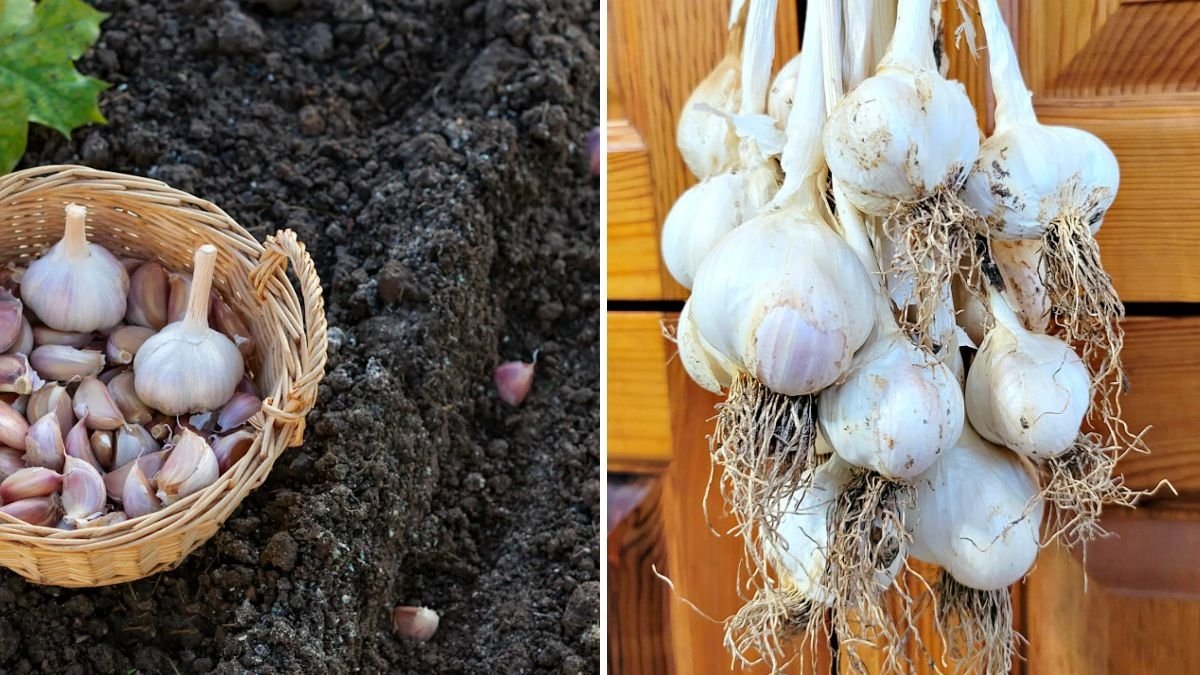 6 Easy Steps to Plant Garlic in Winter