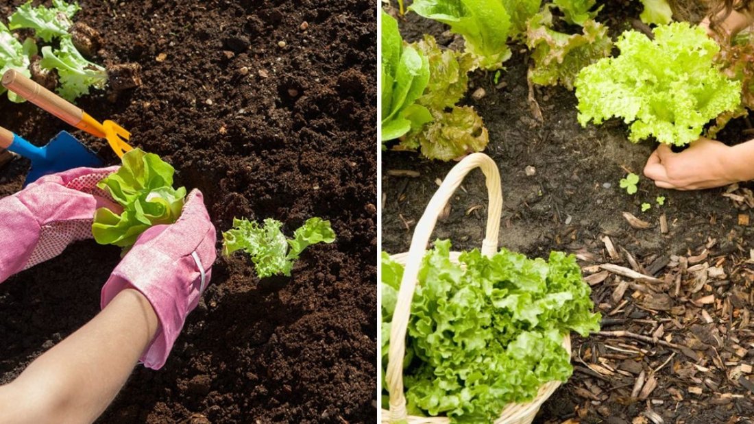 5-Step Guide to Growing Lettuce in Shaded Areas