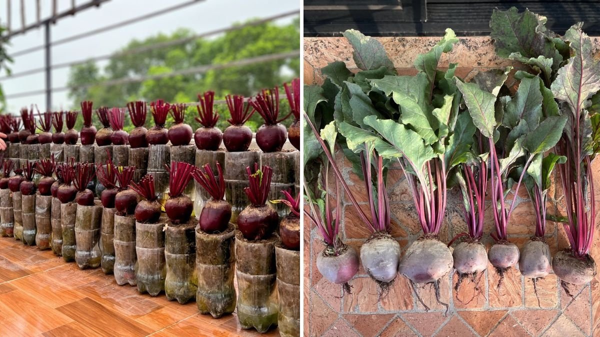 बगीचा नहीं है? कोई बात नहीं! बीट (चुकंदर) उगाने का इतना आसान तरीका जानिए, जिसे न आजमाना होगा अफसोस का कारण