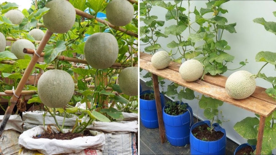 खरबूजा खाना पसंद है? इस आसान तरीके से उगाइए, अब बाजार से खरबूजा खरीदने की ज़रूरत नहीं पड़ेगी!