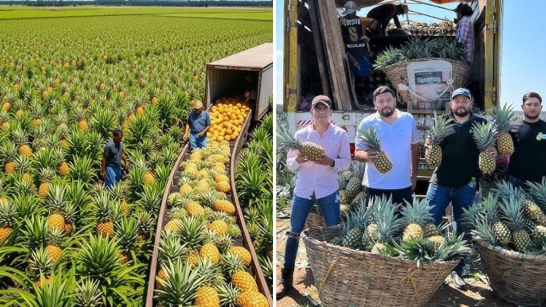 How the World’s Most Delicious Pineapples Are Grown and Processed: From Farm to Table