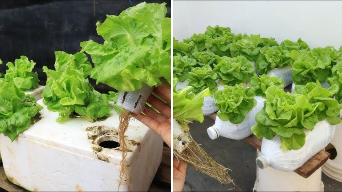 How to Build Your Own Hydroponic System at Home: A Step-by-Step Beginner’s Guide