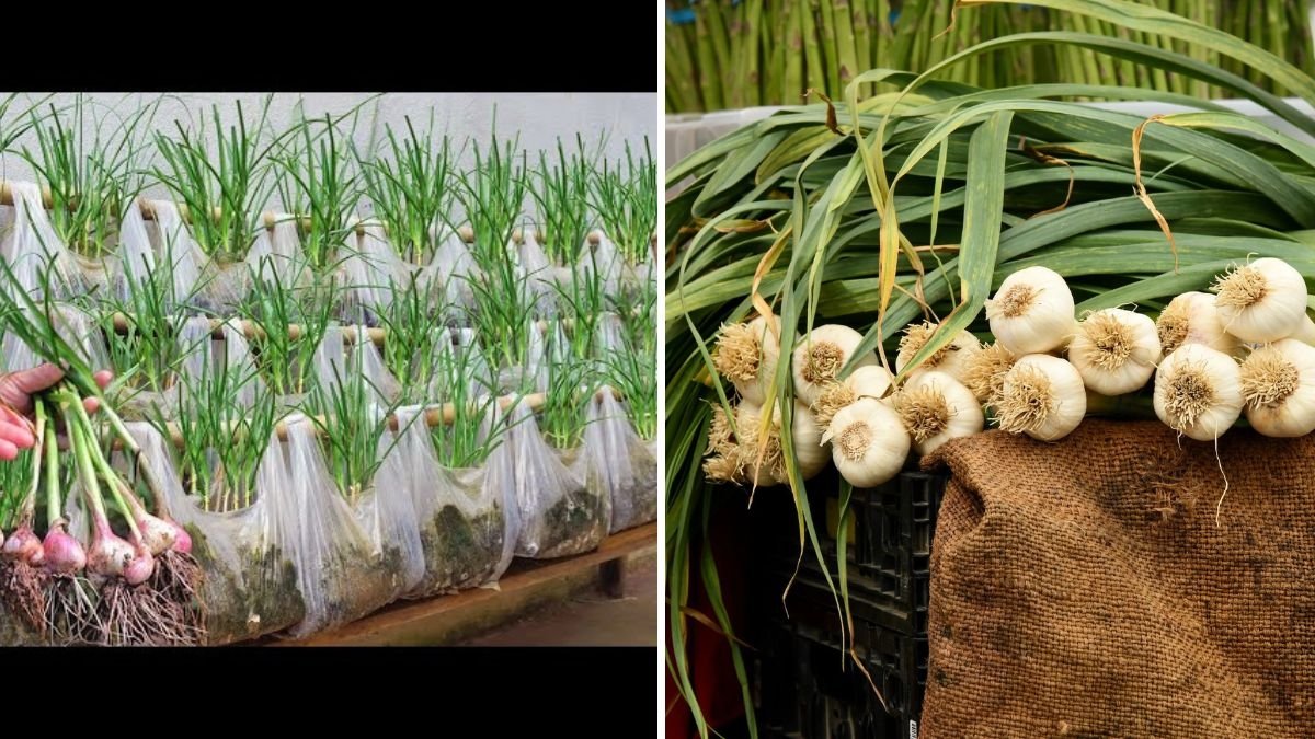 Why Garlic Grown in Plastic Bags Produces So Many Bulbs and Harvests Quickly: Here’s the Answer