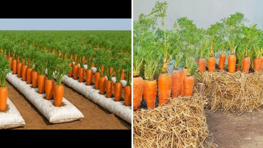 Old Burlap Sacks? Don’t Throw Them Away! How to Grow Carrots Easily at Home