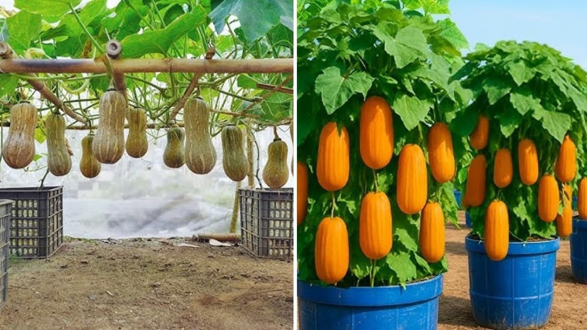 Grow High-Yield Butternut Squash in Plastic Containers for Year-Round Harvest